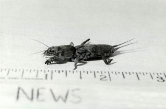It's a gruesome Gryllotalpidan, But it's better known as a mole cricket, and a Diamond cabbie made quite a find when he encountered it on his sleeve i(...)