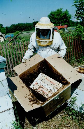 A bee hive of activity, When you have bees in your bonnet, who you gonna call? Try Stan Coon of Mississauga of the 'Swarm Control unit which remove swarms of honey bees free of charge