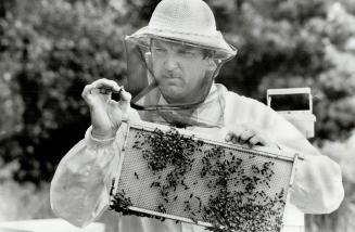 Honey of a time: Alan Foster checks out a hive in preparation for Sunday's annual honey festival at Kortright Conservation Centre