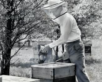 Working amongst his bee colony, Turner checks the 70-pound hives
