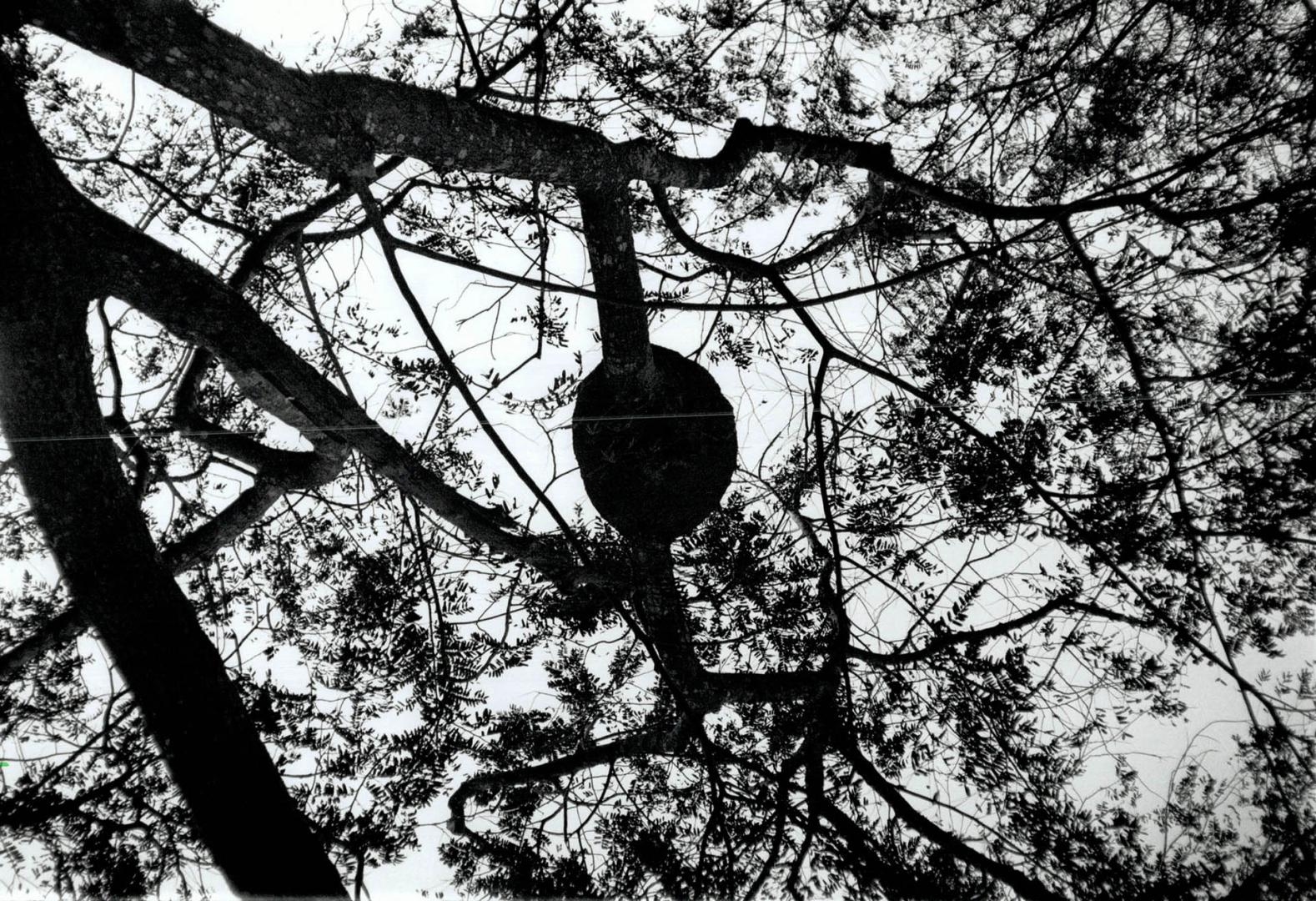 Treetop Hideaway: Termites nest in trees, away from enemies