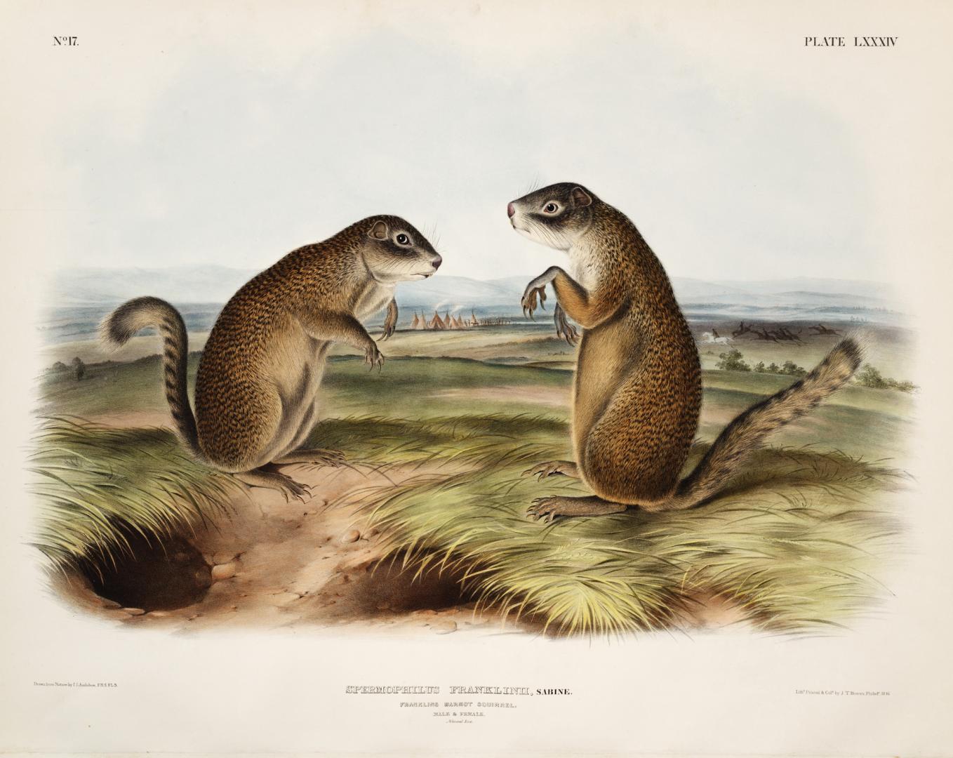 A hand-coloured image of two ground squirrels in a grassland setting they appear to be in conve ...