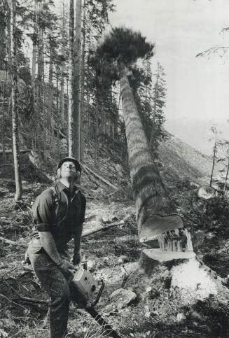 Lumbering - Canada - British Columbia - up to 1979