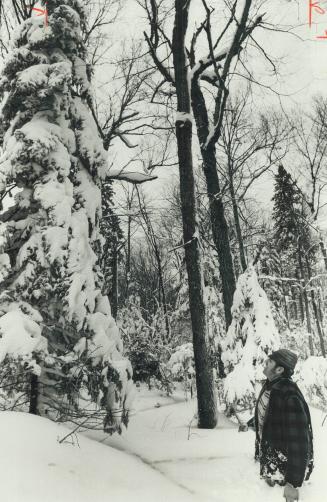 Ed Wunsch checks timber stand hip-deep in snow