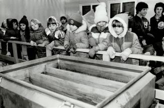 Sugar shack, (Above) The kids gather round in the sugar shack where the sap goes through a purification process