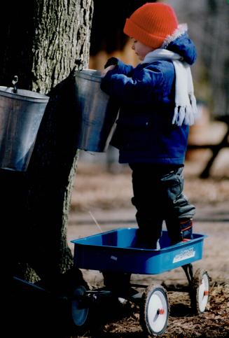 Standing tall for sap, Nicholas Moreau, 5, of Brampton, has more than a leg to stand on at Mountsberg Conservation Area where a complete range of pion(...)