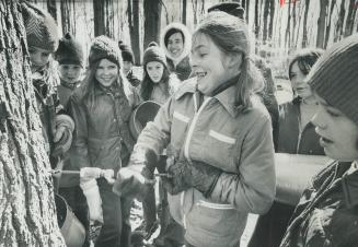 It's maple syrup time again, Taping a maple tree in the Albion Hills Conversation Area yesterday, 12-year-old Marni Hamilton of Glen View Senior Schoo(...)