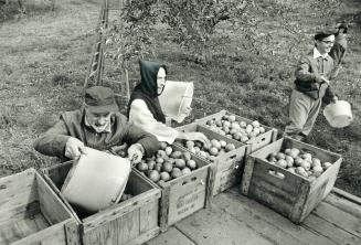 Rule of St. Benedict: Prayer, hard work and economic self-sufficiency are required of a small band of Cistercian monks following their calling at thei(...)