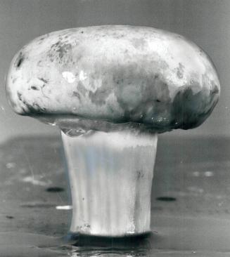 Mushroom control: Best way of getting rid of mushrooms is to rid surface growth