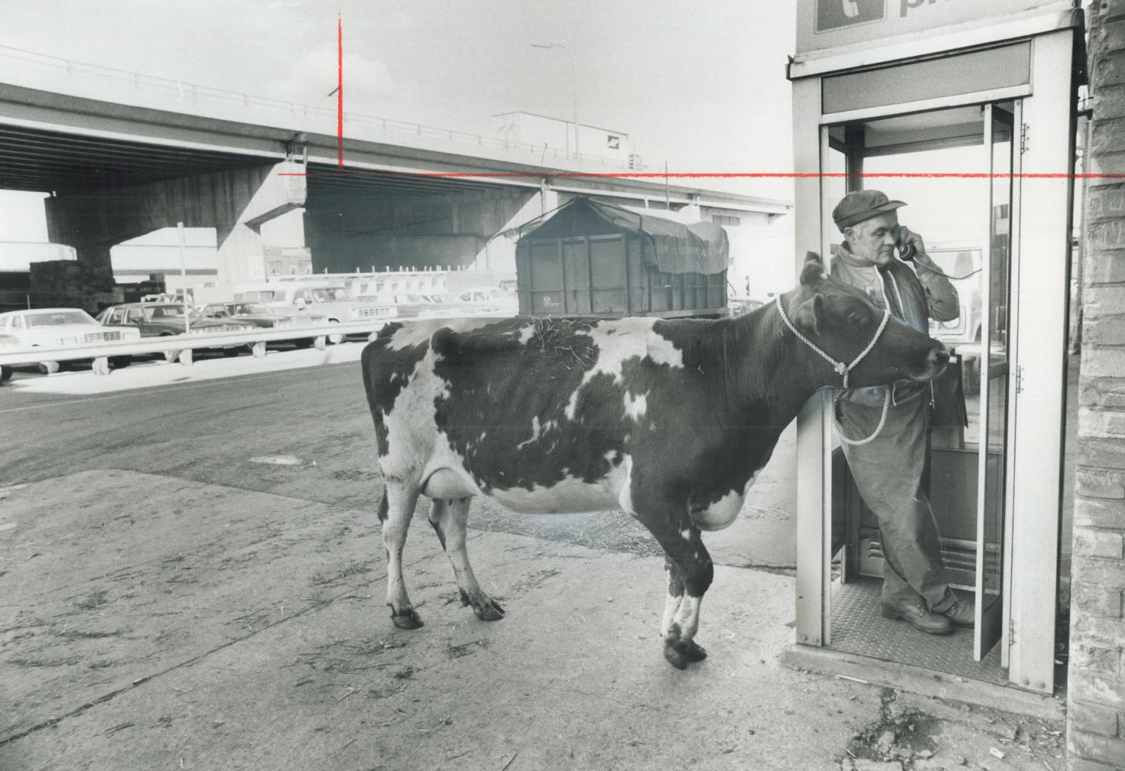 Juliette, a 2-year-old Ayrshire, waits for Ron McKechnie of Wyman, Que