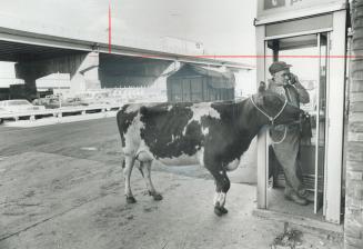 Juliette, a 2-year-old Ayrshire, waits for Ron McKechnie of Wyman, Que