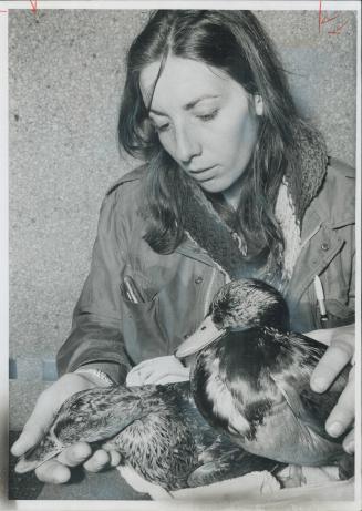 Oil-drenched ducks on Ward's Island get first aid from Helen Abegg, 22, a visitor to Metro from Switzerland