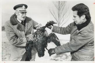 Humane society workers Wilf Patey (left) and Reginald Chapman hold up a Canada goose rescued from oil spill along Sunnyside waterfront. More than 75 d(...)