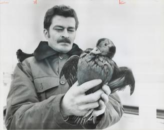 Ducks and Geese caught in oil, As many as 100 geese and ducks, like the one held by Toronto Humane Society officer Gord Haley, have been coated with o(...)