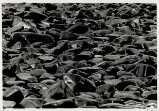 Hundreds of kilometres of shoreline, as yet untouched by clean-up efforts, lie under a layer of black sludge similar to this dirty and lifeless stretch of shore on Northwest Bay