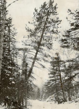 More than 500 men, inmates of the Ontario Industrial Farm at Burwash, are producing lumber and other supplies for war purposes. The men can fell tree like the one shown above on a dime