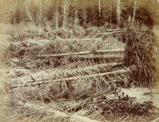 Fallen timber on the North Branch of the North Thompson River