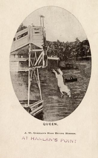 A black and white picture of a horse diving off a platform into water.