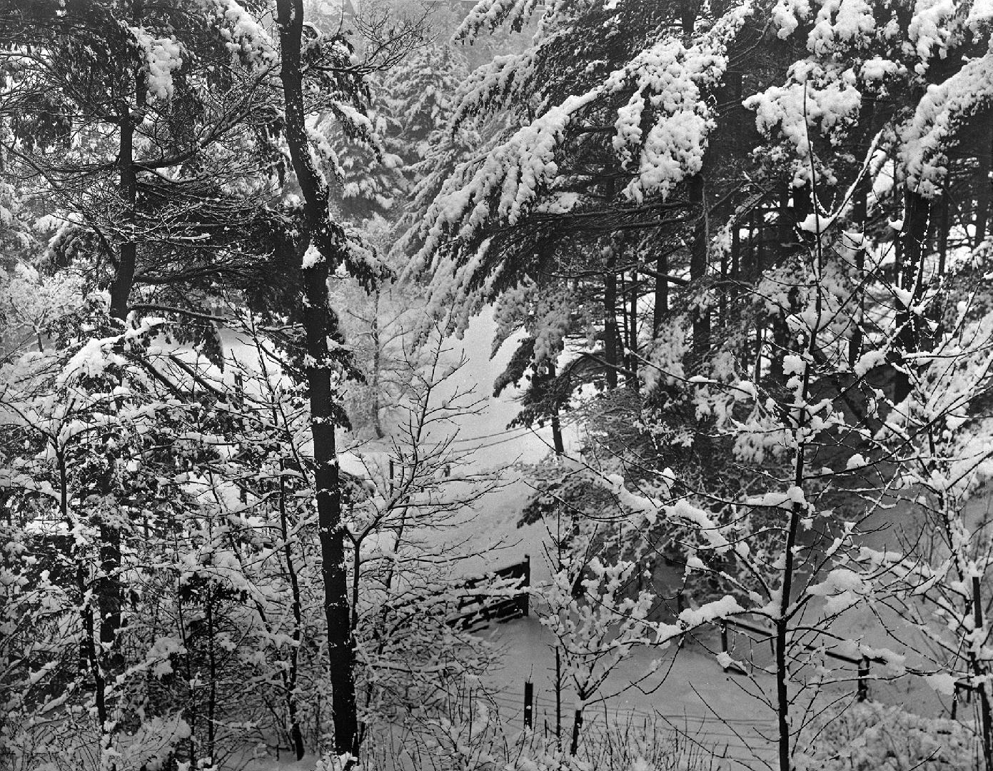 A photograph of trees and bushes in the yard of a house.