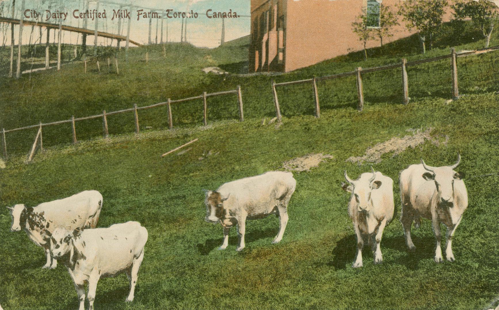 Five Jersey cows in a penned in area on a farm.