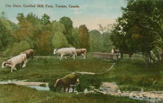 Six Jersey cows crossing a stream.