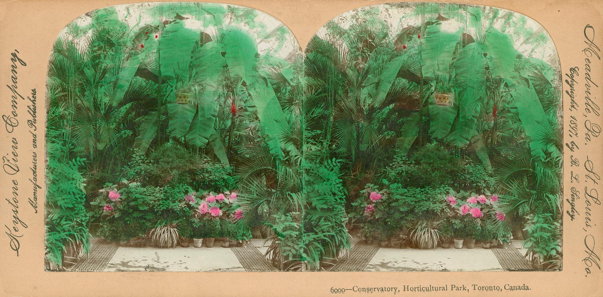 Colored pictures show large ferns and other plants in pots growing in a glassed in room.