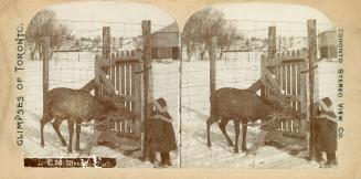Pictures show a child looking at a reindeer standing at a gate to a farm.