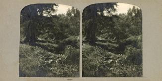 Pictures show a wooded area in a park.