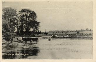 Black and white photograph of cows grazing in and around a body of water.

