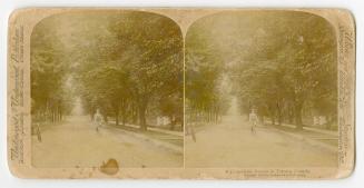 Pictures show a man riding a bicycle on a tree lines street.