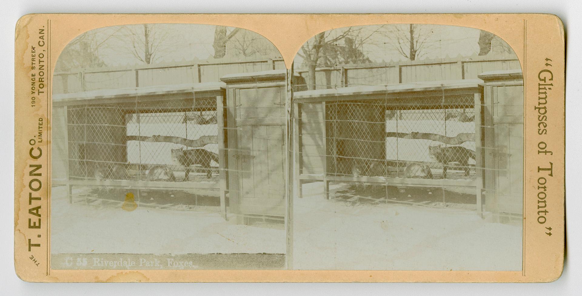 Pictures show four foxes in a cage in wintertime.