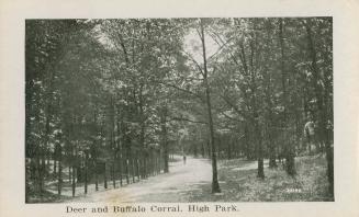 A photograph of a wooded area, with a dirt road in the middle of the photo. A person is walking ...