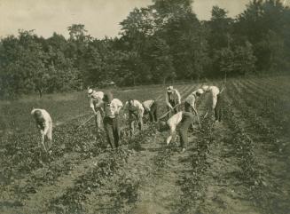 A photograph of nine people working on a farm with hoes and shovels. They are wearing hats and  ...