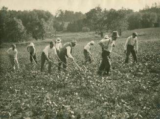A photograph of nine people working on a farm with hoes and shovels. They are wearing hats and  ...