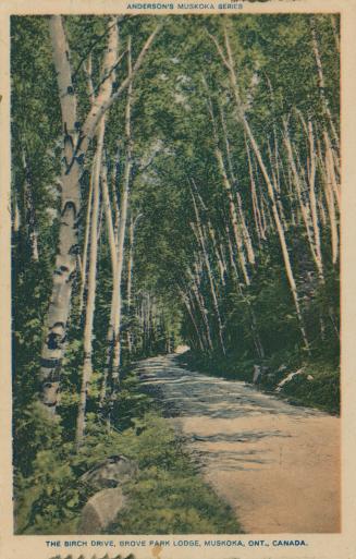 A road runs through an area heavily forested with birch trees.