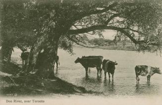 Black and white photograph of a river with cows standing in it.
