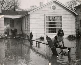 Picture of a house with flooded front yard and a dog sitting on boards out of the water. 
