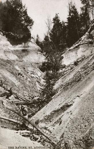 B/W postcard depicting a photo of the ravine near Scarborough Bluffs with caption, "The Ravine, ...