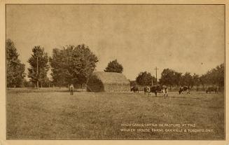 Black and white pictures of cattle outside a barn in a field.