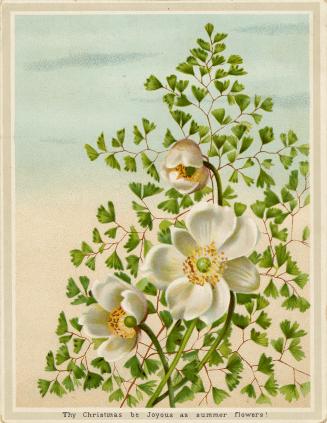 An image of white flowers with yellow centres and bright green leaves against a background of b…
