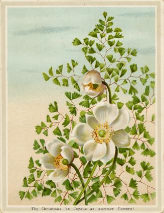 An image of white flowers with yellow centres and bright green leaves against a background of b ...