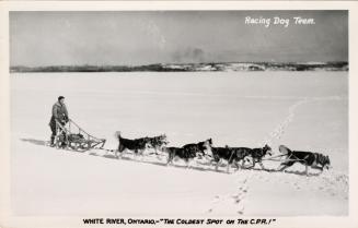 Black and white photograph of a man on a dog sled being pulled by seven dogs.