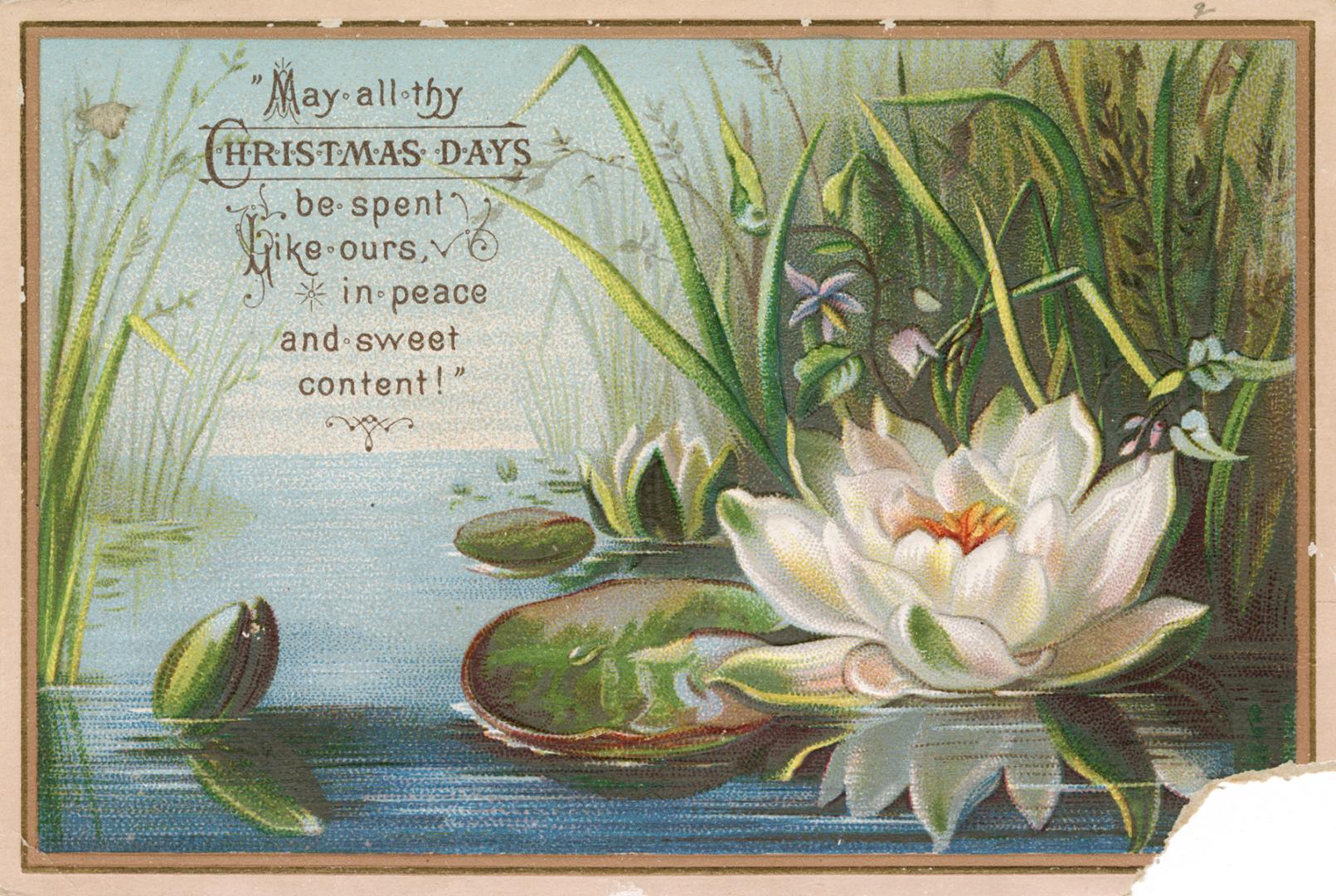 The card pictures a white water lily in calm water. Reeds, water grasses and other plants are i ...