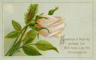 A pale pink rose and its foliage are pictured against a light blue background. A short rhyming …