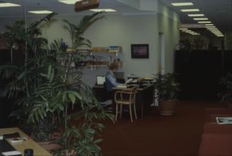 Picture of a person sitting at a desk in an office area with large plants in foreground. 