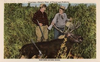 Northern Ontario moose