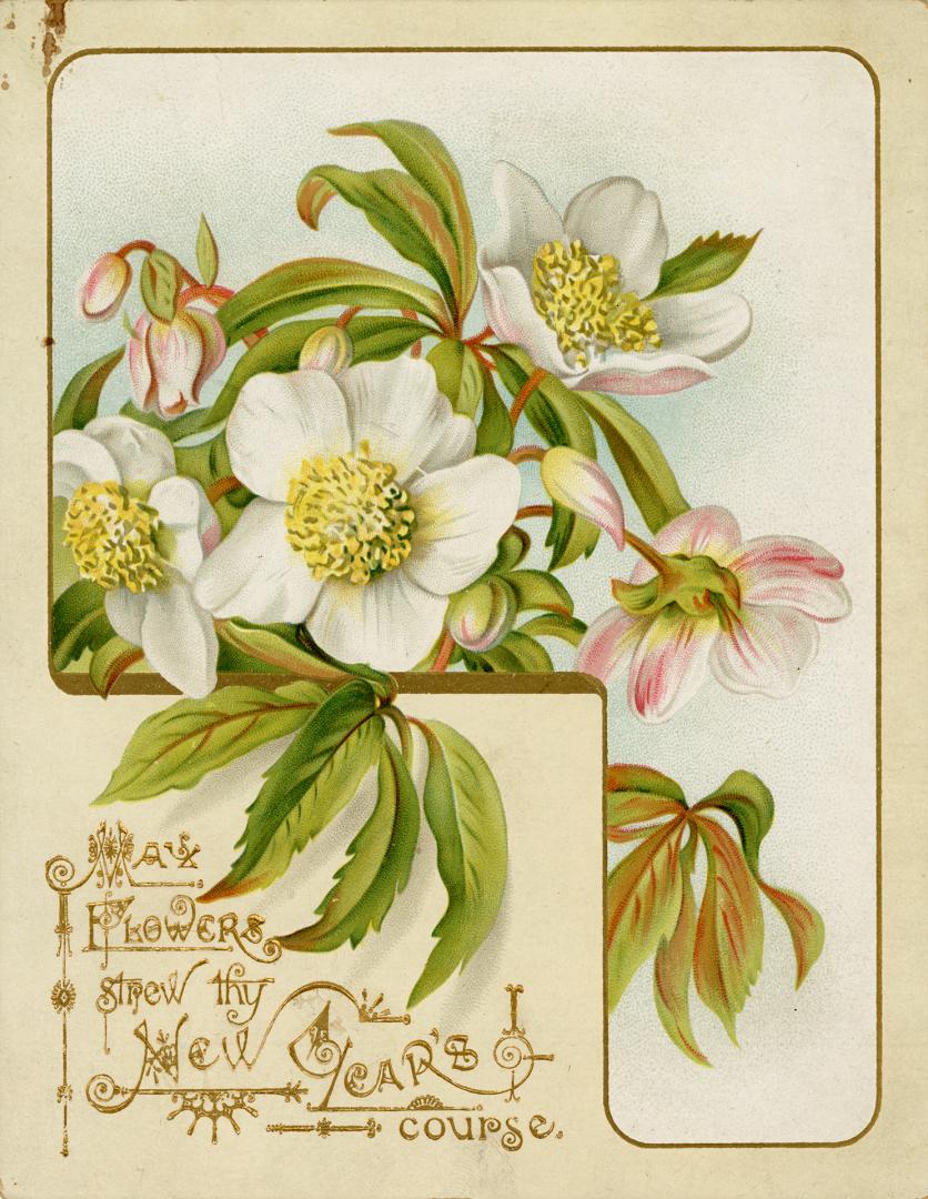 The card pictures white and pale pink flowers with yellow centres.