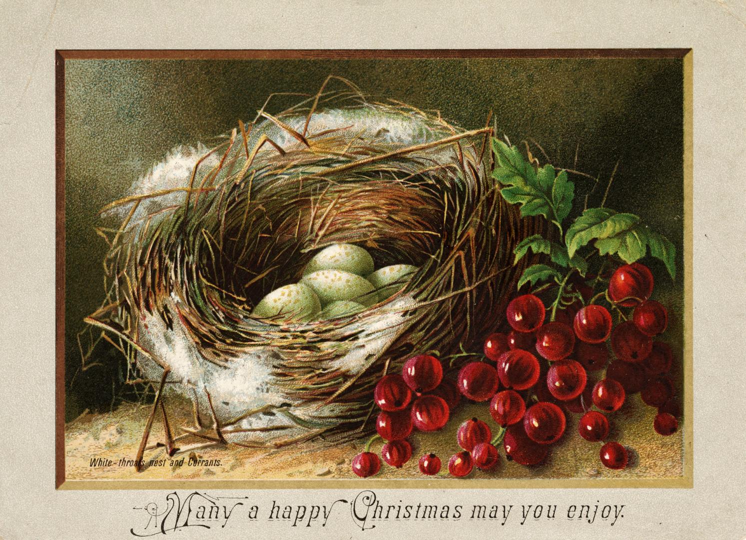 The card pictures a white throat bird's nest on the ground next to currant berries. 