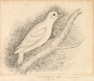 A white coloured woodpecker on a branch. Depicted in profile with its head oriented to the left…