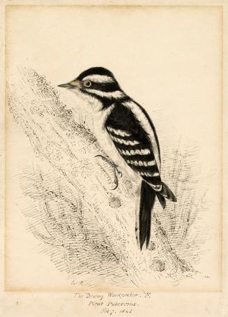 A downy woodpecker on a branch. Depicted in profile with its head oriented to the left. Feature…